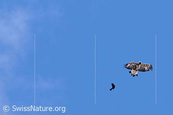 Foto: Adler (Aquila chrysaetos) und Alpendohle (Pyrrhocorax graculus) im Flug. Die Dohle verteidigt ihr Revier.
Lat.: Aquila chrysaetos
Ordnung: Accipitriformes (Greifvögel)
Familie: Accipitridae (Habichtartige)
Unterfamilie: Aquilinae
Gattung: Aquila (Echte Adler)