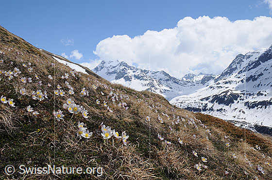 Foto: Pelzanemonen und Berglandschaft mit Schnee. Darüber Quellbewölkung. Im Vordergrund zahlreiche blühende Pelzanemonen.
Lat.: Pulsatilla vernalis 
Familie: Ranunculaceae