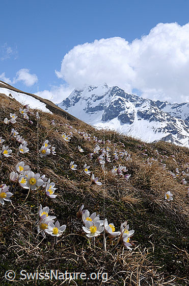 Foto: Frühlingsanemonen und Berg mit Schnee. Darüber Quellbewölkung. Im Vordergrund zahlreiche blühende Frühlingsanemonen.
Lat.: Pulsatilla vernalis