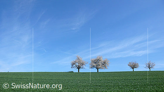Foto: Blühende Kirschbäume. Die Kirschbäume stehen als Baumreihe auf einer Anhöhe. Im Vordergrund ist Wiesland zu sehen.