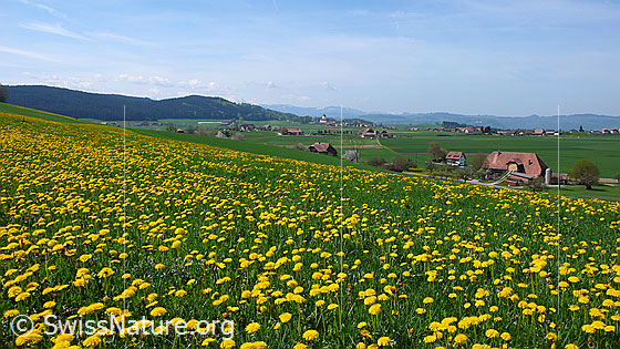 Foto: Frühlingslandschaft mit blühender Löwenzahnwiese, Bauernhöfen und Weilern.