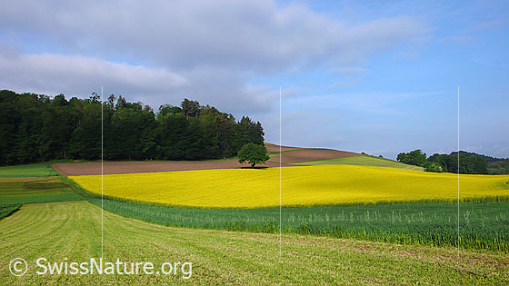 Foto: Baum und blühendes Rapsfeld. Am Feldrand steht ein Baum und im Hintergrund ist Wald zu sehen.
