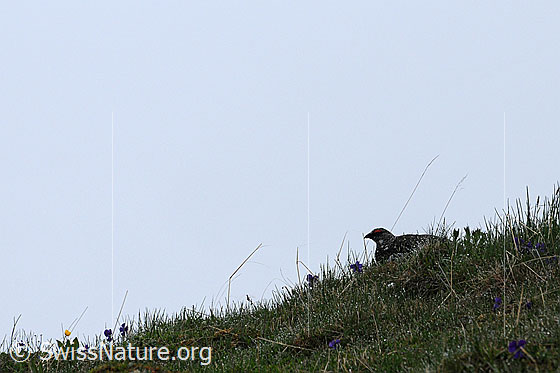 Foto: Schneehuhn (Lagopus mutus) in Bergwiese sitzend.
Lat.: Lagopus mutus
Ordnung: Galliformes (Hühnervögel)
Familie: Phasianidae (Fasanenartige)
Unterfamilie: Tetraoninae (Raufusshühner)
Gattung: Lagopus (Schneehühner)