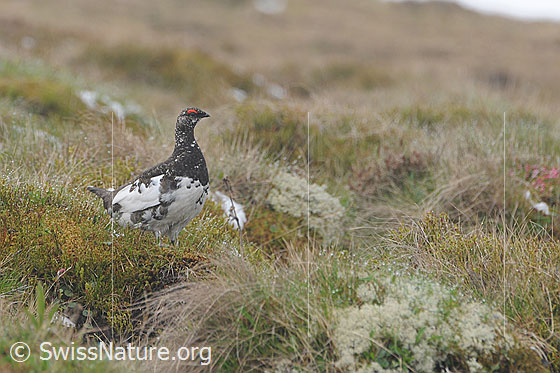 Foto: Schneehuhn (Lagopus mutus). Das Gefieder ist seiner Umgebung angepasst.
Lat.: Lagopus mutus
Ordnung: Galliformes (Hühnervögel)
Familie: Phasianidae (Fasanenartige)
Unterfamilie: Tetraoninae (Raufusshühner)
Gattung: Lagopus (Schneehühner)