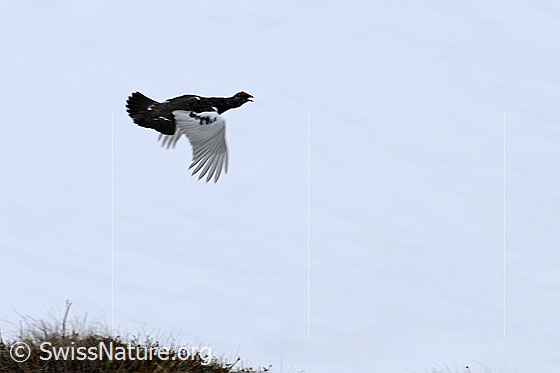 Foto: Fliegendes Schneehuhn (Lagopus mutus).
Lat.: Lagopus mutus
Ordnung: Galliformes (Hühnervögel)
Familie: Phasianidae (Fasanenartige)
Unterfamilie: Tetraoninae (Raufusshühner)
Gattung: Lagopus (Schneehühner)