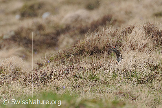 Foto: Schneehuhn (Lagopus mutus) im Versteck. Nur Kopf und Hals ragen aus dem hügeligen Gelände. Die Tarnung ist perfekt.
Lat.: Lagopus mutus
Ordnung: Galliformes (Hühnervögel)
Familie: Phasianidae (Fasanenartige)
Unterfamilie: Tetraoninae (Raufusshühner)
Gattung: Lagopus (Schneehühner)