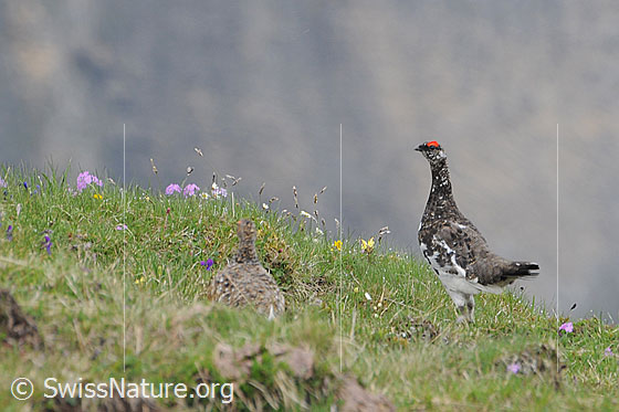 Foto: Alpenschneehühner (Lagopus mutus) auf einer Bergwiese. Das Weibchen ist perfekt getarnt und in der kleinen Mulde kaum erkennbar.
Lat.: Lagopus mutus
Ordnung: Galliformes (Hühnervögel)
Familie: Phasianidae (Fasanenartige)
Unterfamilie: Tetraoninae (Raufusshühner)
Gattung: Lagopus (Schneehühner)