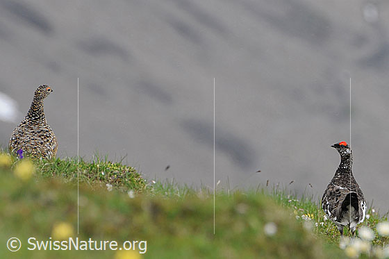 Foto: Schneehühner (Lagopus mutus, Paar) an Gratkante.
Lat.: Lagopus mutus
Ordnung: Galliformes (Hühnervögel)
Familie: Phasianidae (Fasanenartige)
Unterfamilie: Tetraoninae (Raufusshühner)
Gattung: Lagopus (Schneehühner)
