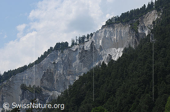 Foto: Wald und Felswand mit Felstürmen in der Rheinschlucht. In den hellen Kalksteinfelsen sind interessante Formen und Strukturen erkennbar. Auf Felsvorsprüngen und an der Gratkante sind Bäume und Wald zu sehen.