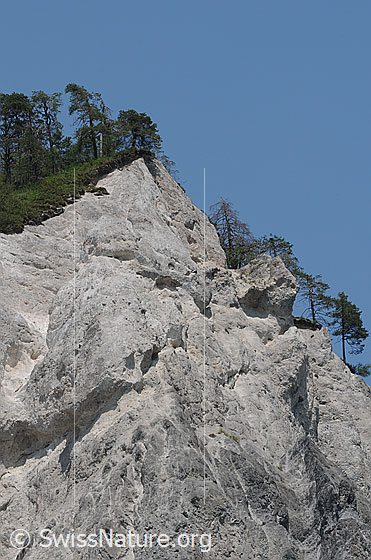 Foto: Felsen der Rheinschlucht mit interessanten Formen im Kalkgestein. Wald reicht bis an die Gratkante.