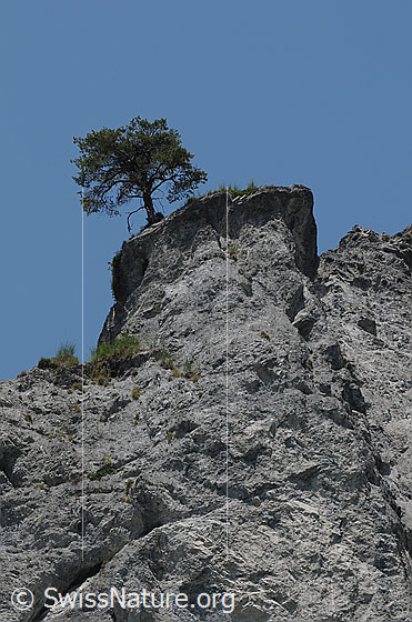 Foto: Baum auf Felsvorsprung.