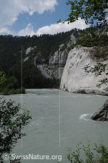 Foto: Flusslandschaft Ruinaulta mit hohen Kalksteinfelsen, steil abfallenden Geröllhalden bewaldeten Hängen und ruhig verlaufendem Fluss.