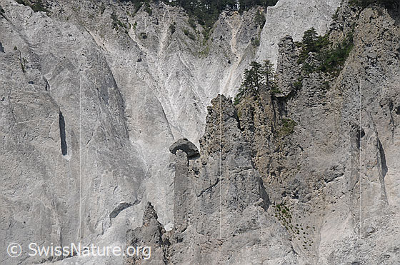 Foto: Felsgrat mit Türmen aus Kalkgestein in den steilen Wänden der Rheinschlucht. Die helle Felswand dahinter ist zerfurcht.