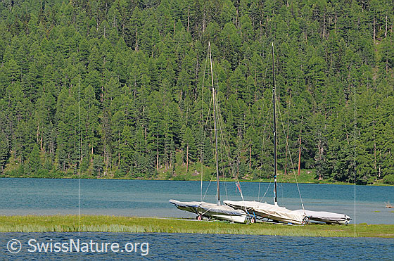 Foto: Segelboote am Silvaplanersee.