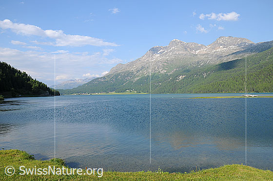 Foto: Silvaplanersee. Gipfel: Piz Surlej und Munt Arlas.