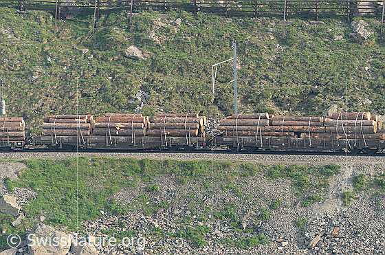 Foto: Holztransport per Eisenbahn auf Bahnwagen der Rhätischen Bahn.