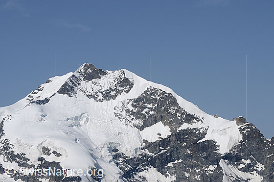 Foto: Piz Bernina, Piz Alv/Pizzo Bianco. Biancograt und Piz Prievlus.