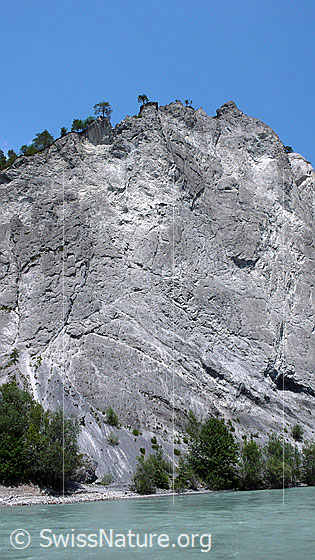 Foto: Felswand und Fluss in der Rheinschlucht. Der Vorderrhein fliesst ruhig an der hellen Kalksteinwand vorüber. Die Wand weist interessante Strukturen auf.