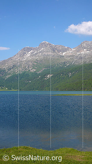 Foto: Silvaplanersee. Gipfel: Piz Surlej und Munt Arlas.