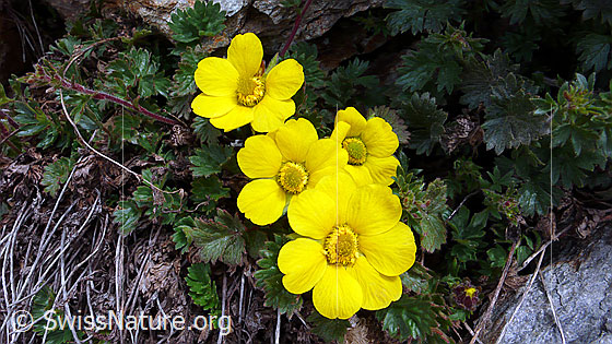 Foto: Kriechende Berg-Nelkenwurz
Lat.: Geum reptans
Familie: Rosaceae