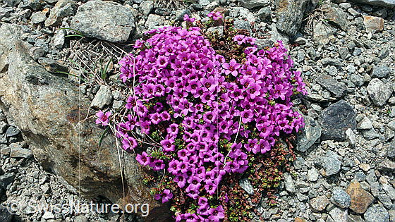 Foto: Gegenblättriger Steinbrech als herzförmiges Polster auf Gesteinsschutt.
Lat.: Saxifraga oppositifolia 
Familie: Saxifragaceae (Steinbrechgewächse)