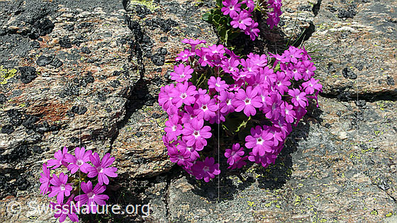 Foto: Rote Felsen-Primel auf Felsplatte
Lat.: Primula hirsuta
Familie: Primulaceae (Schlüsselblumengewächse)