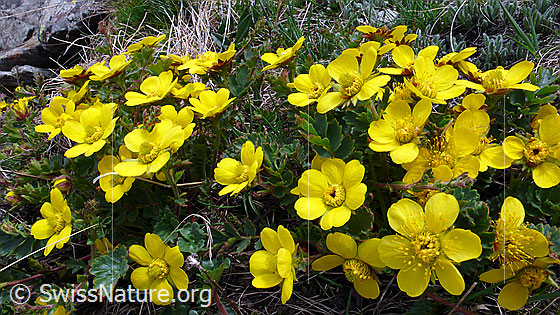 Foto: Kriechende Berg-Nelkenwurz
Lat.: Geum reptans
Familie: Rosaceae