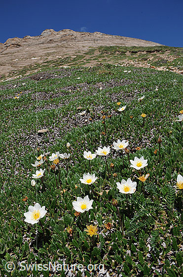 Foto: Silberwurz an Bergflanke
Lat.: Dryas octopetala
Familie: Rosaceae