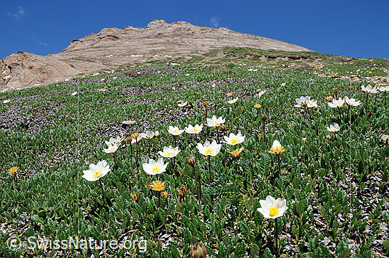 Foto: Silberwurz in Berglandschaft
Lat.: Dryas octopetala
Familie: Rosaceae