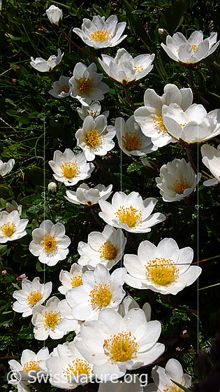 Foto: Silberwurz, mehrere Blüten
Lat.: Dryas octopetala
Familie: Rosaceae