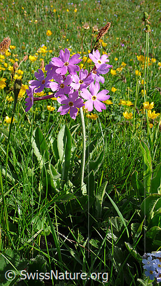 Foto: Hallers Primel (Primula halleri). Ganze Pflanze (Habitus).
Lat.: Primula halleri
Familie: Primulaceae (Schlüsselblumengewächse)
Gattung: Primula (Primeln)