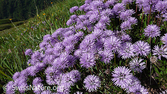Foto: Schaft-Kugelblumen
Lat.: Globularia nudicaulis
Familie: Plantaginaceae (Wegerichgewächse)
Gattung: Globularia (Kugelblumen)