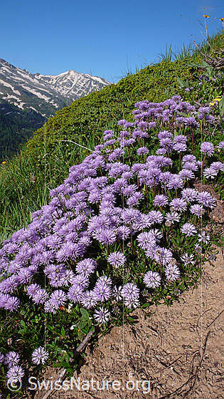 Foto: Schaft-Kugelblumen an einem Berghang.
Lat.: Globularia nudicaulis
Familie: Plantaginaceae (Wegerichgewächse)
Gattung: Globularia (Kugelblumen)