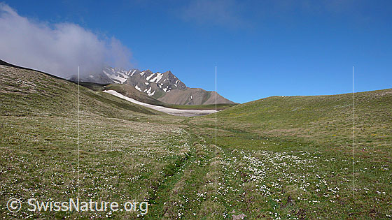 Foto: Undeutlicher Pfad durch blühende Bergwiese in Hochebene und Bergmassiv mit Quellwolke im Hintergrund.