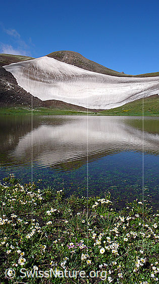 Foto: Schneefeld und Bergsee mit schwacher Spiegelung und blühenden Bergblumen (Alpen-Hahnenfuss, Ranunculus alpestris) am Ufer.