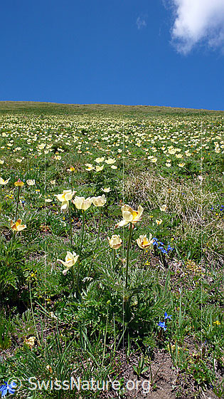 Foto: Bergwiese mit zahlreichen Schwefelanemonen.
Lat.: Pulsatilla alpina ssp. apiifolia 
Familie: Ranunculaceae