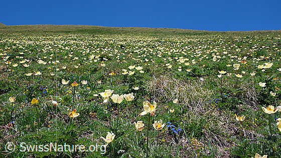 Foto: Bergwiese mit zahlreichen Schwefelanemonen.
Lat.: Pulsatilla alpina ssp. apiifolia 
Familie: Ranunculaceae
