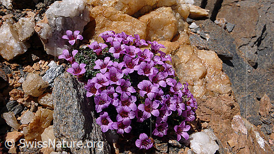 Foto: Gegenblättriger Steinbrech, Blumenpolster
Lat.: Saxifraga oppositifolia 
Familie: Saxifragaceae (Steinbrechgewächse)
