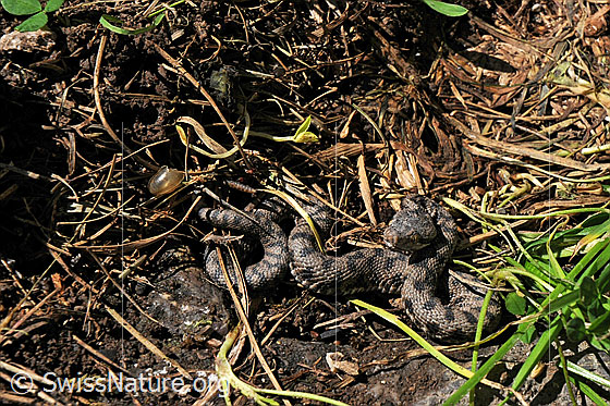 Foto: Junge Aspisviper (Vipera aspis)
Lat.: Vipera aspis
Familie: Viperidae (Vipern)
Unterfamilie: Viperinae (Echte Vipern)
Gattung: Vipera (Echte Ottern)