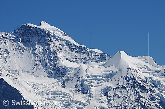 Foto: Jungfrau und Silberhorn
Gletscher: Giesengletscher und Silberhorngletscher.