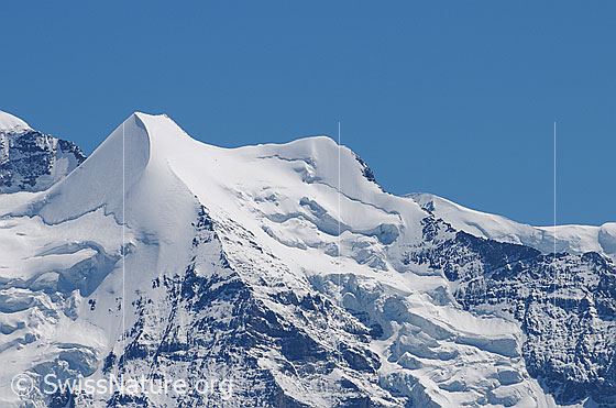 Foto: Silberhorn und Goldenhorn.
Gletscher: Giesengletscher (links) unb Silberhorngletscher (rechts).