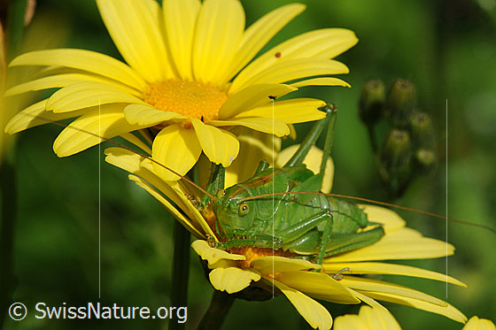 Foto: Grünes Heupferd (Tettigonia viridissima) sitzt auf einer Büte, Jungtier. Das Grüne Heupferd wird auch Grosses Heupferd oder Grosses Grünes Heupferd genannt.