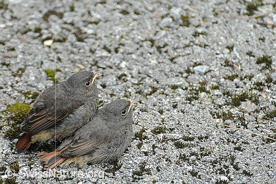 Foto: Hausrotschwanz (Phoenicurus ochruros). Noch flugunfähige Jungvögel, welche auf die Fütterung durch die Eltern warten.