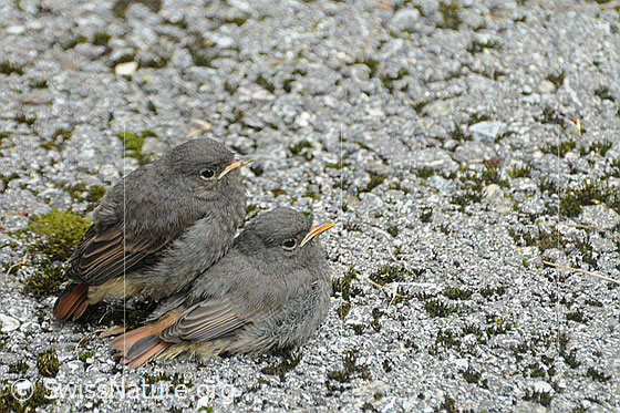 Foto: Hausrotschwanz (Phoenicurus ochruros). Jungvögel kurz nach dem Verlassen des Nestes.