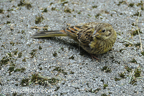 Foto: Goldammer (Emberiza citrinella). Jungvogel.
Lat.: Emberiza citrinella
Ordnung: Passeriformes (Sperlingsvögel)
Unterordnung: Passeri (Singvögel)
Familie: Emberizidae (Ammern)
Gattung: Emberiza (Ammern)