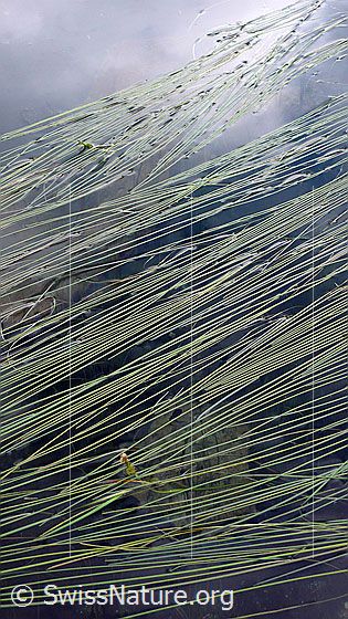 Foto: See-Brachsenkraut (Isoetes lacustris)