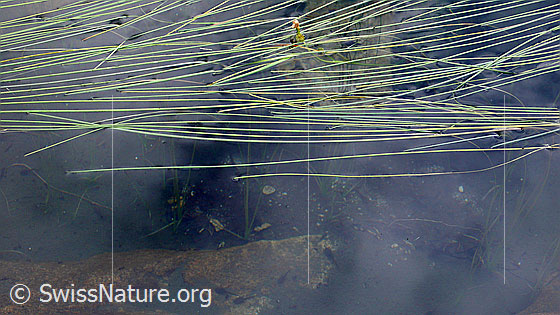 Foto: See-Brachsenkraut
Lat.: Isoetes lacustris
Familie: Isoetaceae
Diese Pflanze kommt im Wallis nur im Mässersee vor.