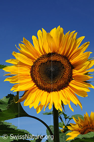 Foto: Einjährige Sonnenblume mit blauem Himmel als Hintergrund. Erfreut im Sommer und Herbst die  Herzen der Menschen und liefert im Winter den Vögeln Nahrung.
Lat.: Helianthus annuus
Familie: Asteraceae