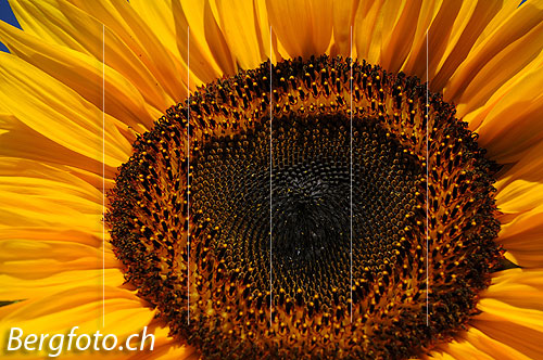 Foto: Nahaufnahme der Blüte einer Sonnenblume.
Einjährige Sonnenblume
Lat.: Helianthus annuus
Familie: Asteraceae