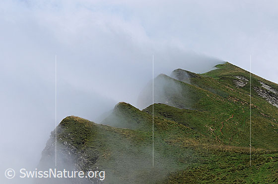 Foto: Nebelstimmung auf der Schrattenfluh. Nebel staut sich an den mit Gras bewachsenen Felsköpfen dem Grat entlang.